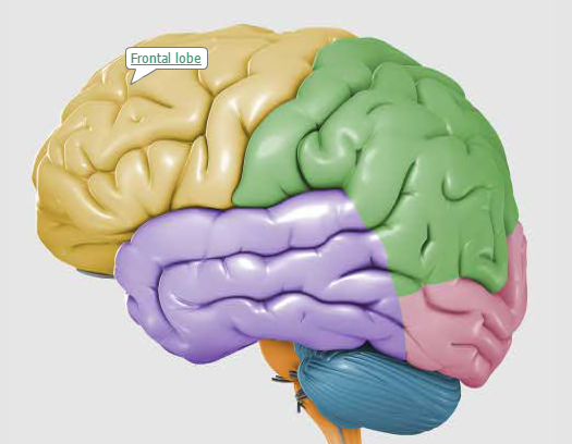frontal lobe function