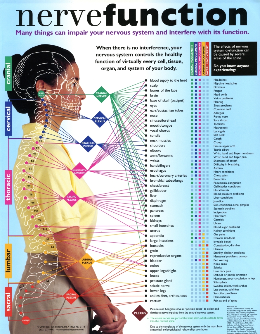 Interactive Parts Of The Spine Vertebrae Sections Spinal Cord Levels