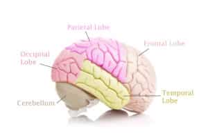 Parts of the Brain