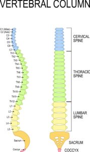 Vertebral Column